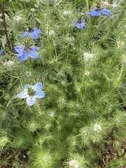 Nigella damascena