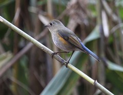 Tarsiger rufilatus