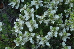 Teucrium laciniatum