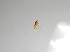 Cimicoidea