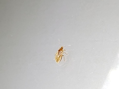 Cimicoidea
