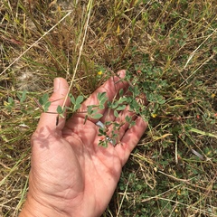 Acmispon wrangelianus