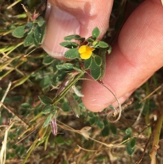 Acmispon wrangelianus