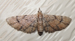 Eupithecia peckorum