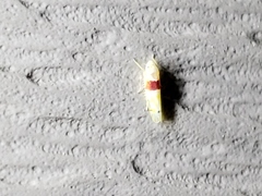 Eratoneura osborni