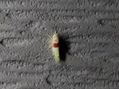 Eratoneura osborni