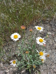 Townsendia florifera