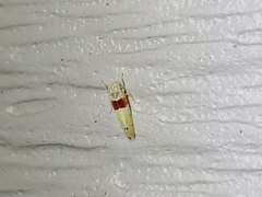 Eratoneura osborni