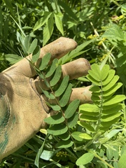 Astragalus canadensis