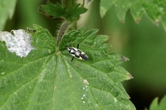 Grypocoris stysi