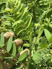 Astragalus canadensis