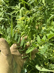 Astragalus canadensis