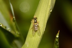 Sphaerophoria