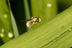 Sphaerophoria