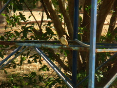 Pyrocephalus rubinus