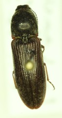 Limonius ectypus