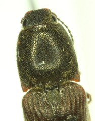 Limonius ectypus