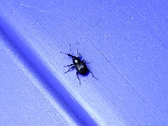 Cyrtobagous salviniae