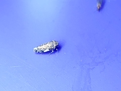 Xestocephalus tessellatus