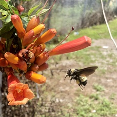 Bombus pensylvanicus