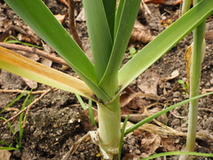 Allium porrum