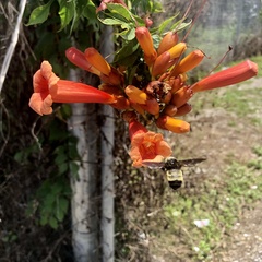 Bombus pensylvanicus
