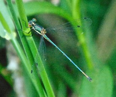 Lestes dryas