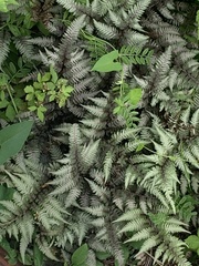 Athyrium niponicum