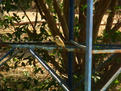 Pyrocephalus rubinus