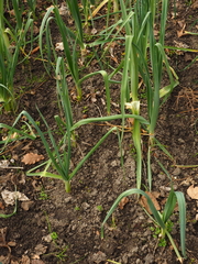 Allium porrum