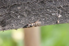 Syritta pipiens