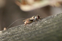 Syritta pipiens