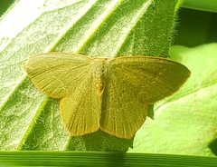 Thalera pistasciaria