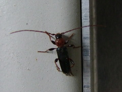 Phymatodes testaceus