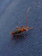 Phymatodes testaceus