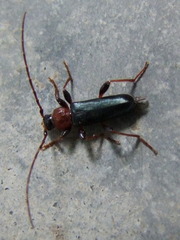 Phymatodes testaceus