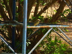 Pyrocephalus rubinus