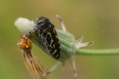 Acmaeodera retifera