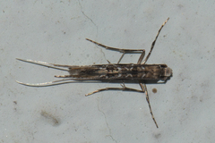 Conopomorpha