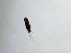 Annulipalpia