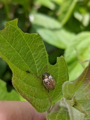 Calligrapha philadelphica