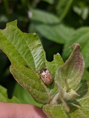 Calligrapha philadelphica