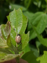 Calligrapha philadelphica