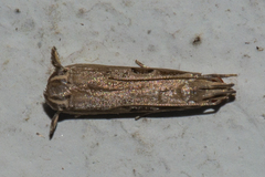 Idiophantis