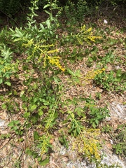 Solidago chapmanii image