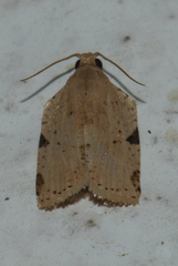 Meridemis