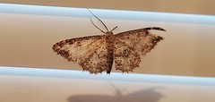 Cyclophora nanaria