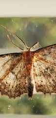 Cyclophora nanaria