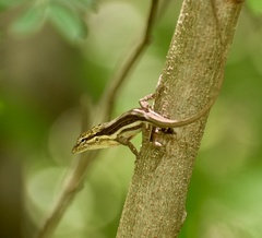 Anolis litoralis