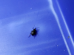 Cyrtobagous salviniae